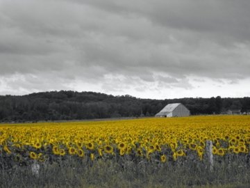 Sunflower and barn ~For The Love of Expression